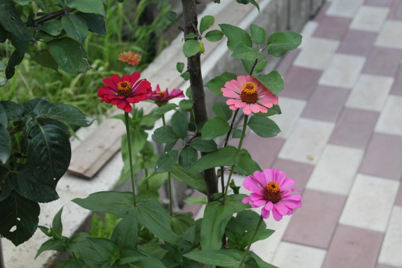 Guest House Poligloti Telavi Ngoại thất bức ảnh